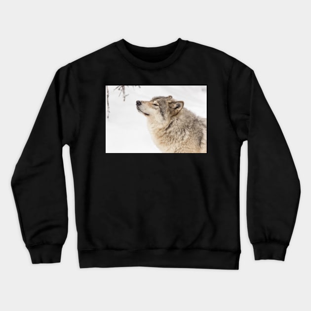 Timber wolf in winter Crewneck Sweatshirt by josefpittner